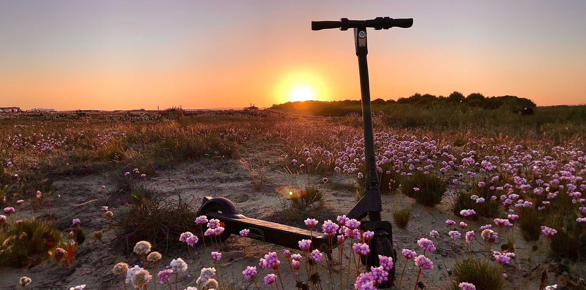 Shift iQ E-Scooter beim Sonnenuntergang zwischen vielen rosa Blumen.
